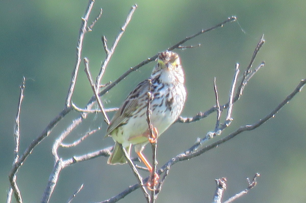 Savannah Sparrow - ML104621681