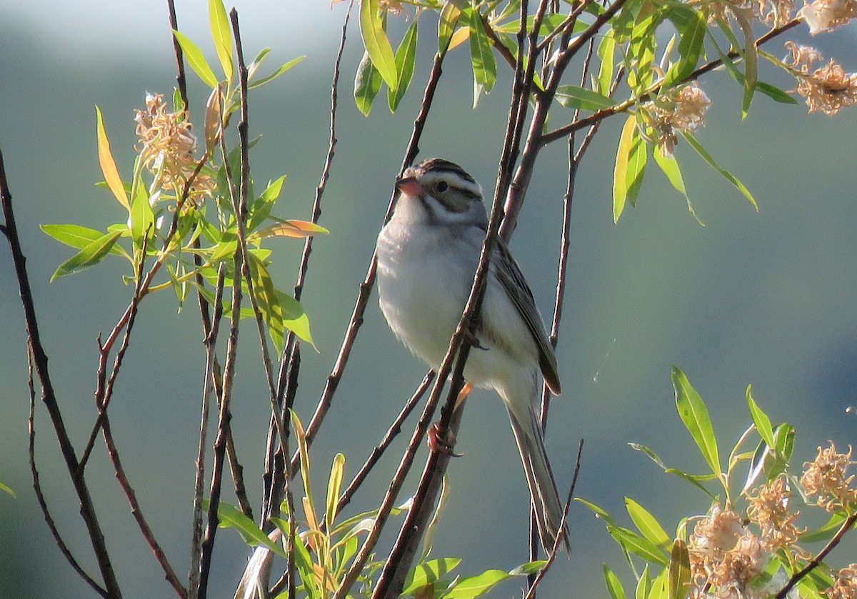 Clay-colored Sparrow - ML104622861