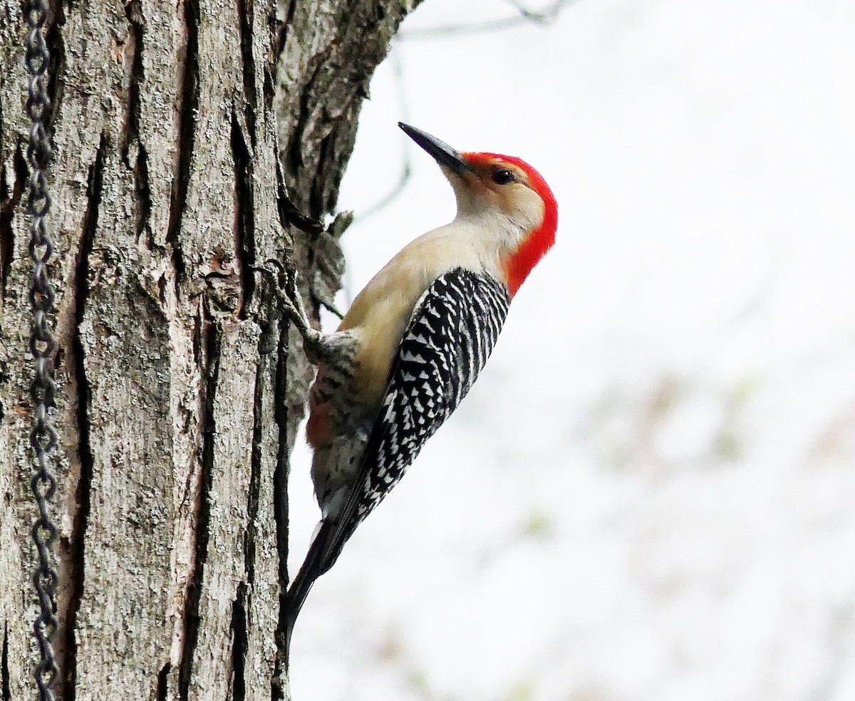 Red-bellied Woodpecker - ML104623731