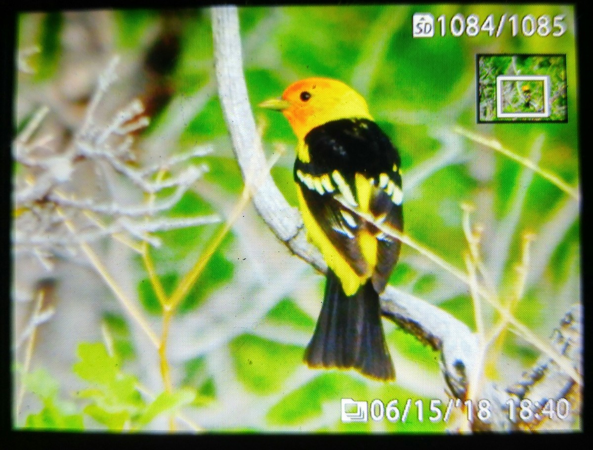 Western Tanager - ML104627841