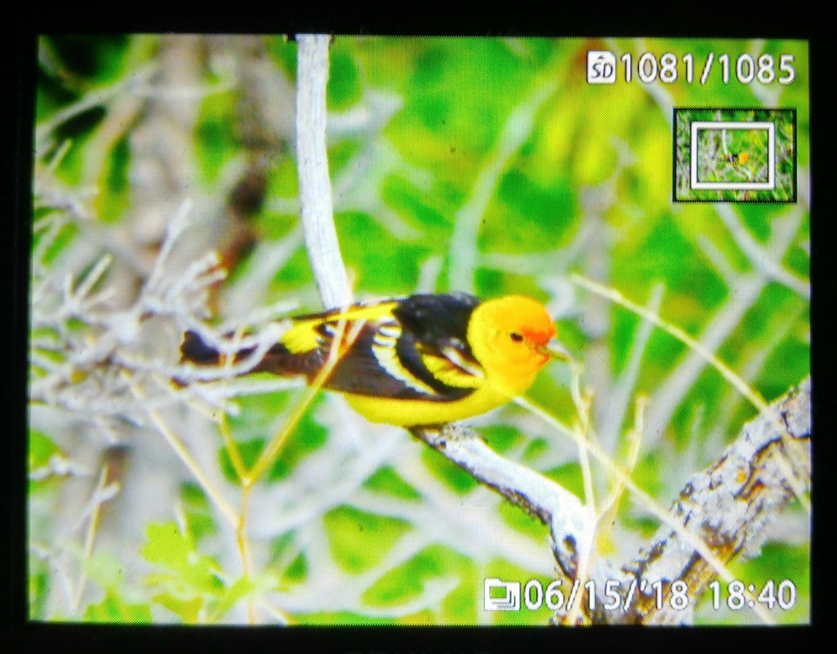 Western Tanager - ML104627861