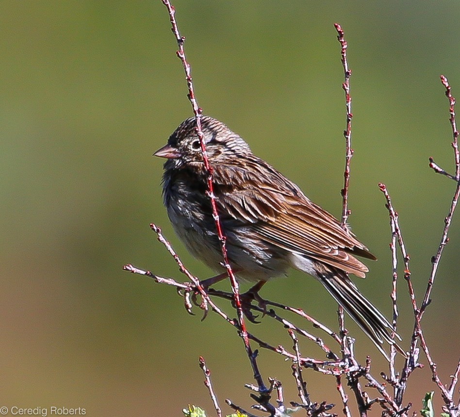 Vesper Sparrow - Ceredig  Roberts