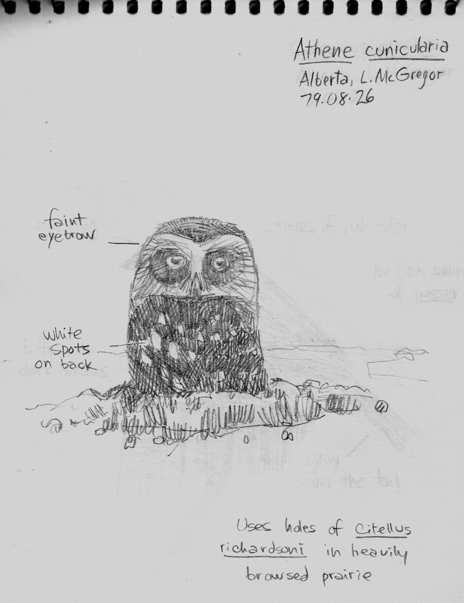 Burrowing Owl - Michel Gosselin (MCN)