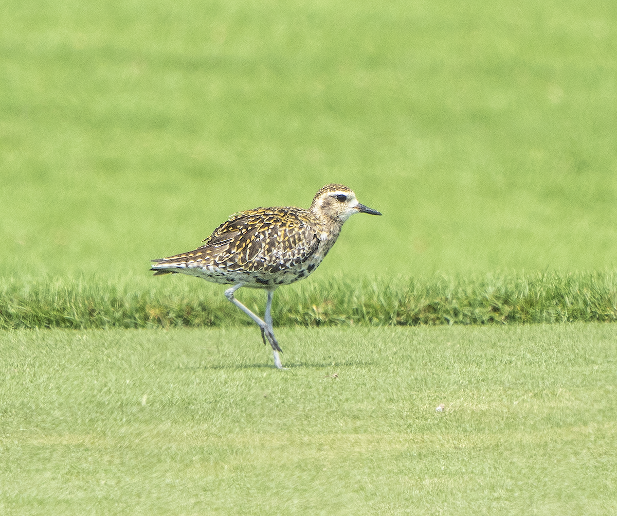 Pacific Golden-Plover - Pete Myers