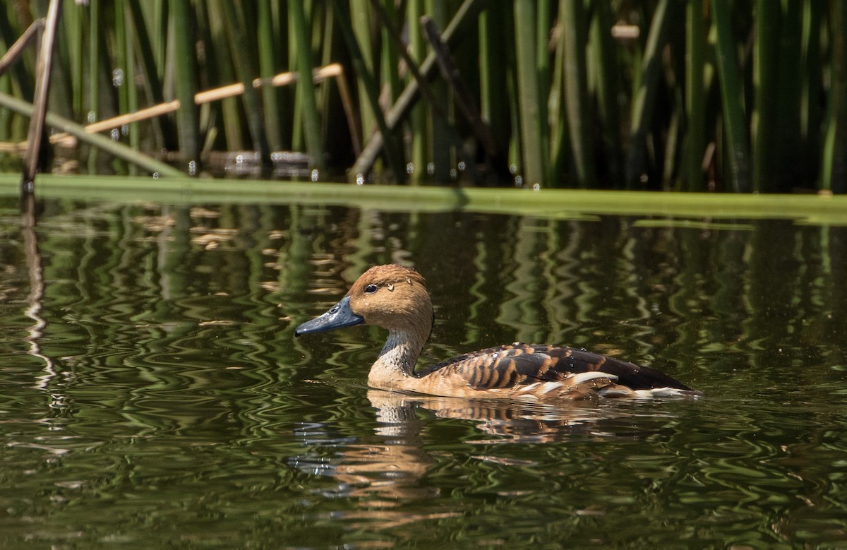 Fulvous Whistling-Duck - ML104631691