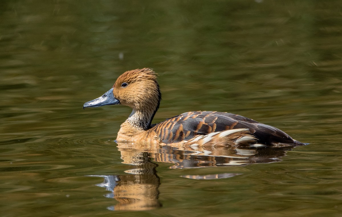 Fulvous Whistling-Duck - ML104631711