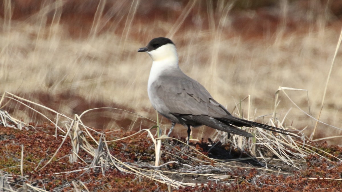 Long-tailed Jaeger - Curtis McCamy