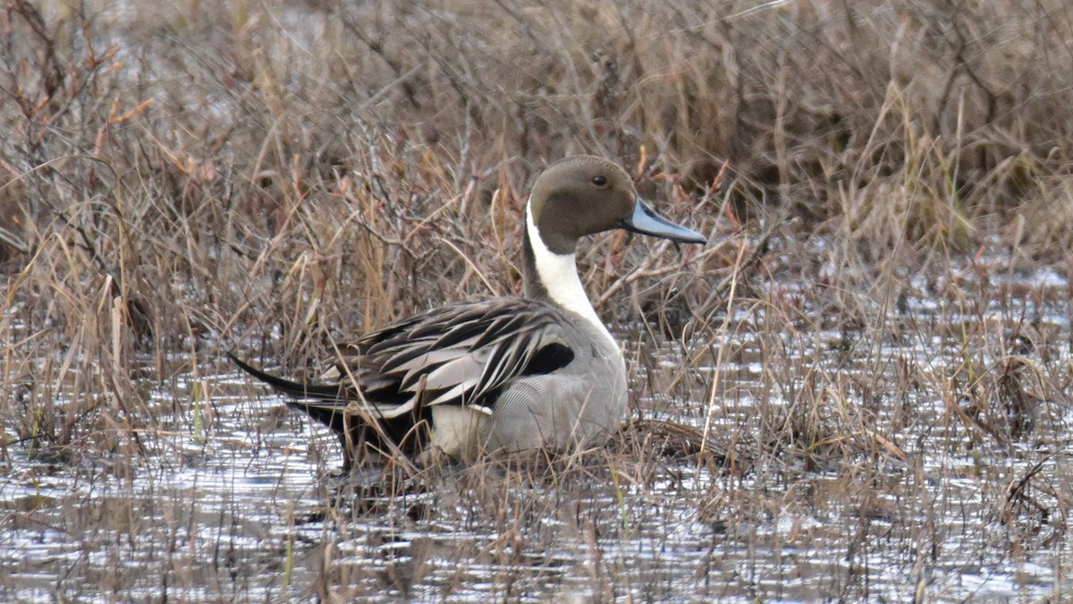 Northern Pintail - Curtis McCamy
