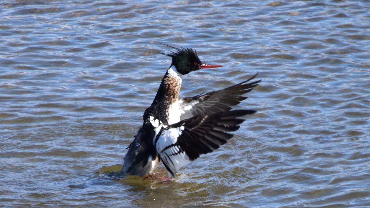 Red-breasted Merganser - Curtis McCamy