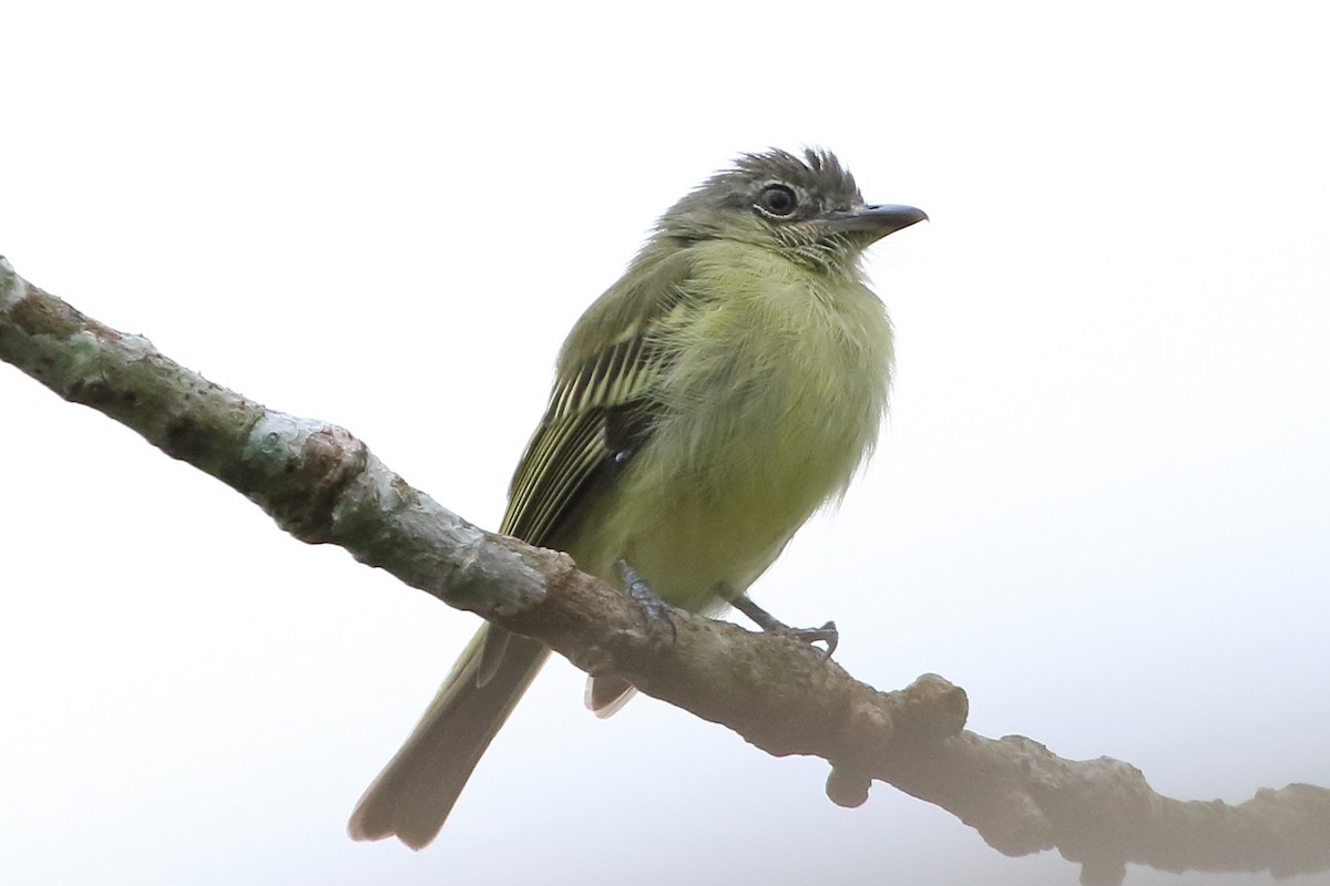 Gray-crowned Flatbill - ML104638831