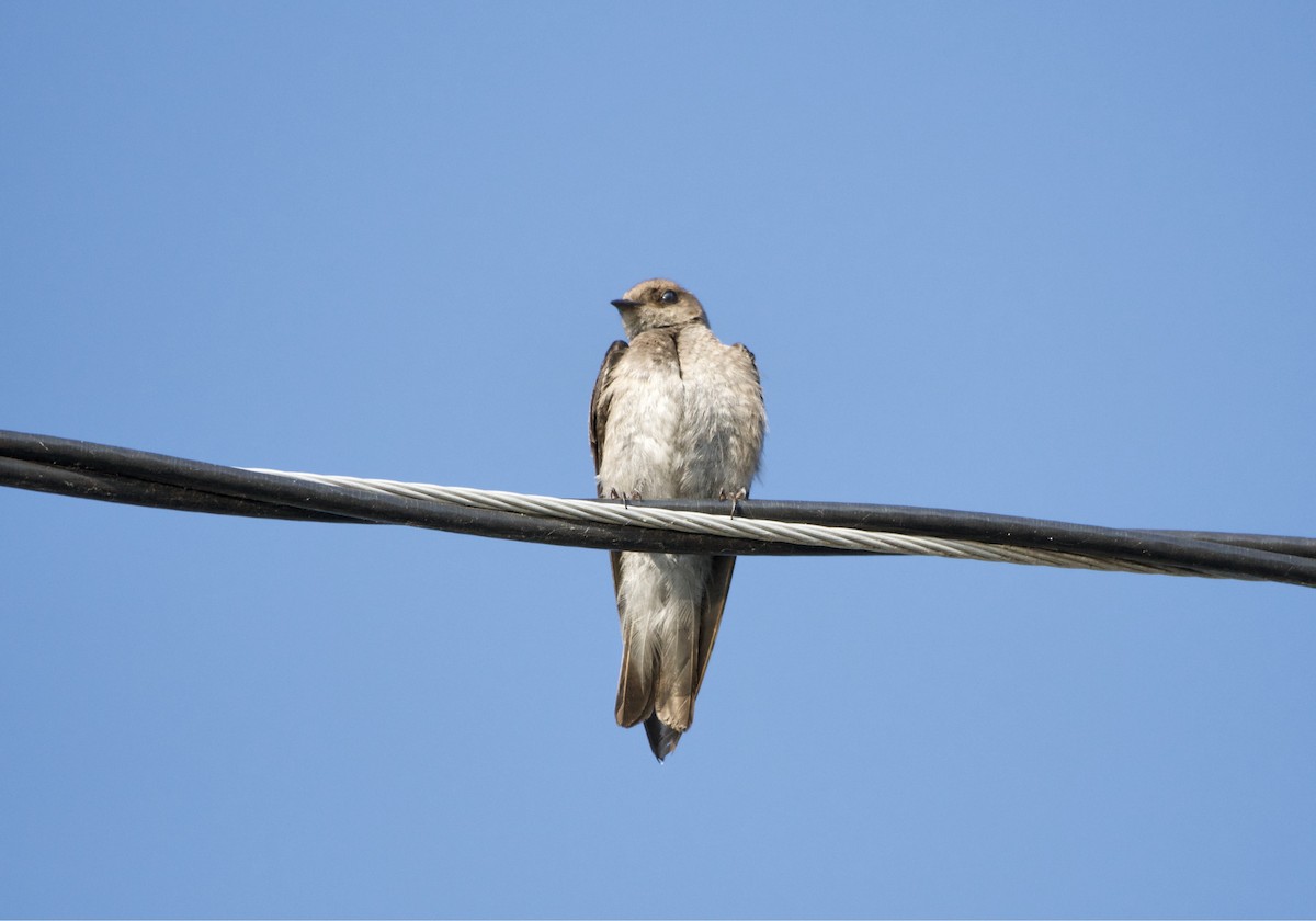 Northern Rough-winged Swallow - Rickey Shive