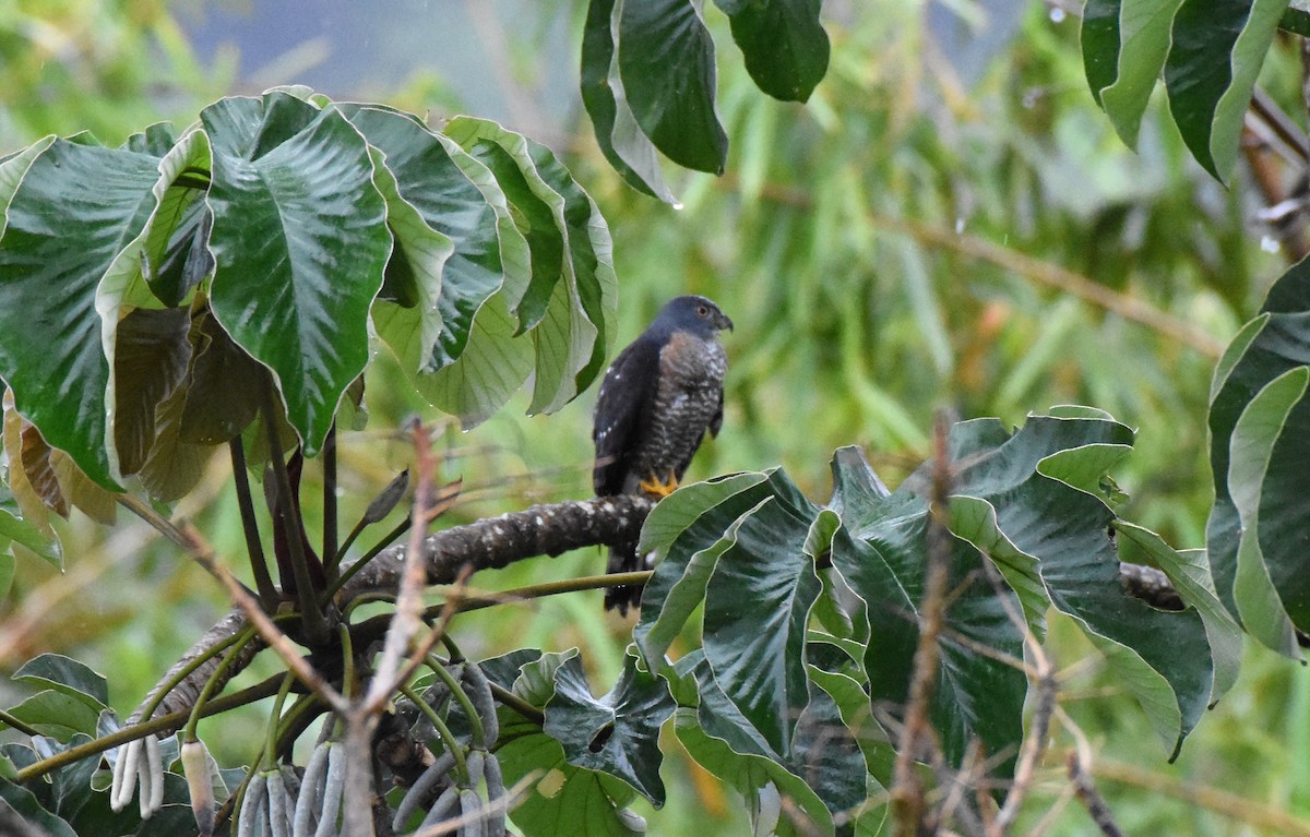 Double-toothed Kite - ML104640631