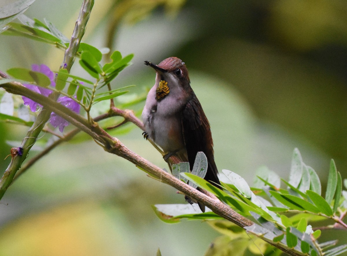 Ruby-topaz Hummingbird - Chris Rohrer