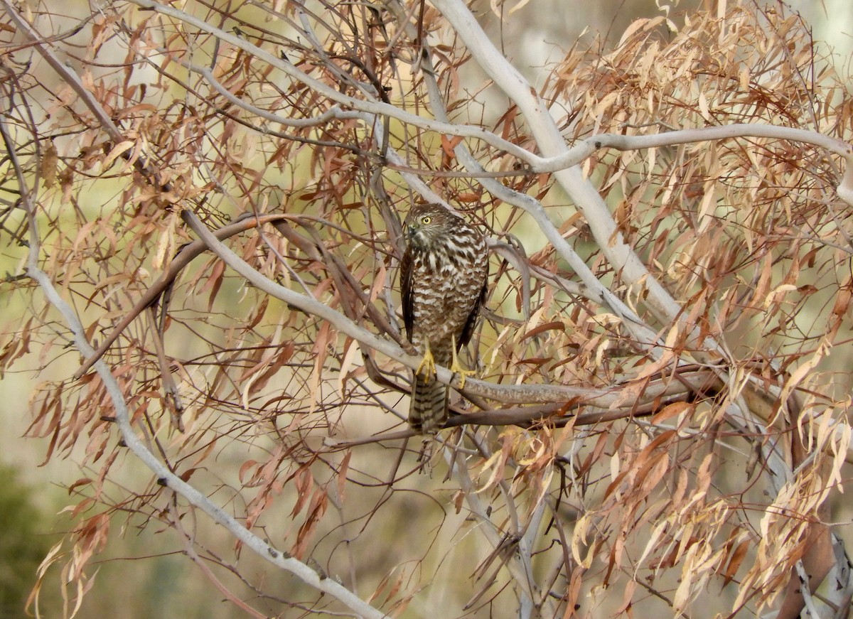 Collared Sparrowhawk - Anonymous