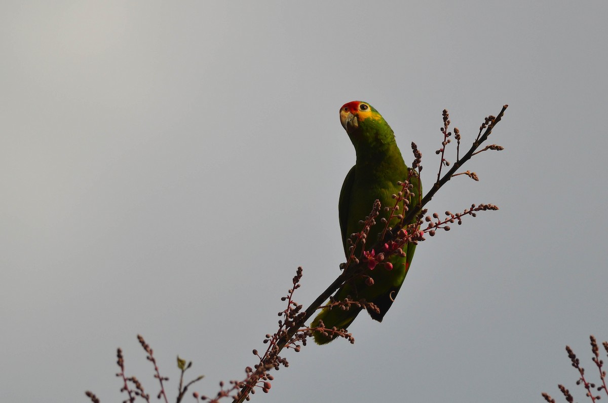 Red-lored Parrot (Red-lored) - ML104644391