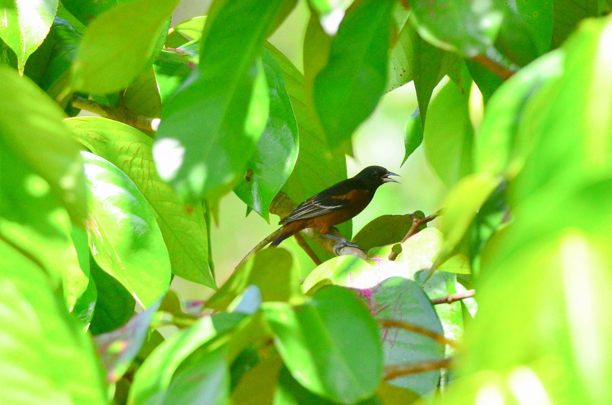 Orchard Oriole (Orchard) - ML104644871