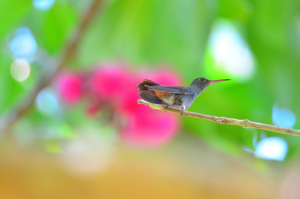 Rufous-tailed Hummingbird (Rufous-tailed) - ML104645911