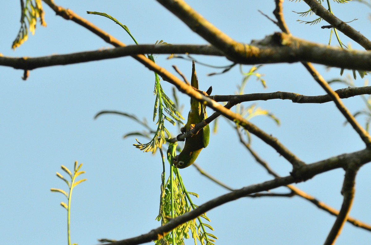 Olive-throated Parakeet (Aztec) - ML104645971