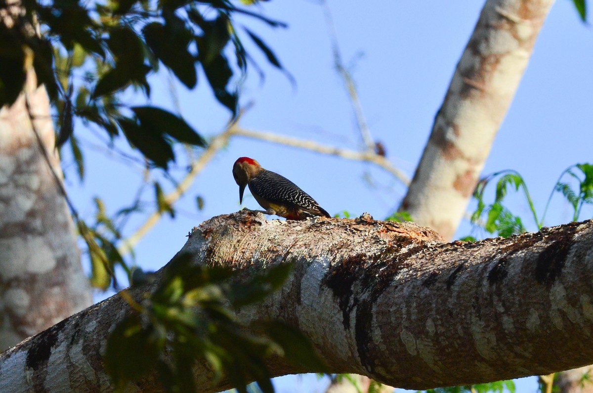 Golden-fronted Woodpecker (Velasquez's) - ML104646211
