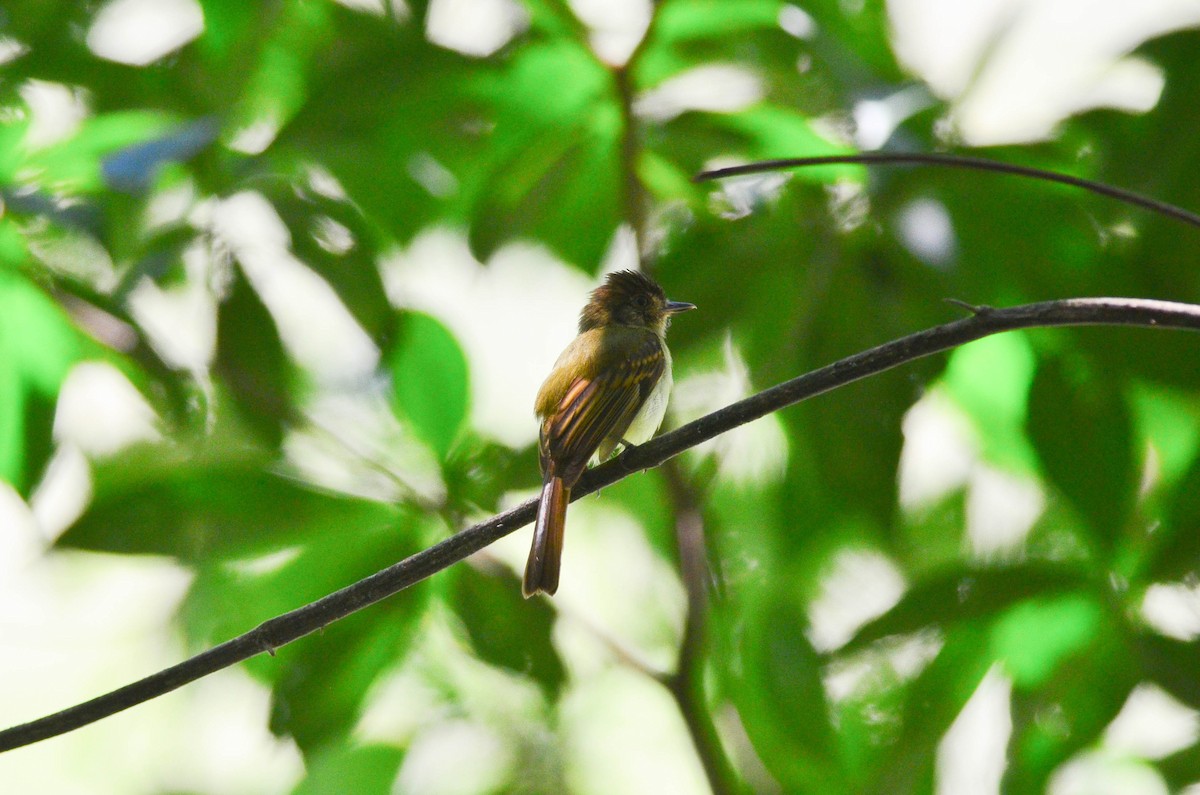 Sepia-capped Flycatcher - ML104646361