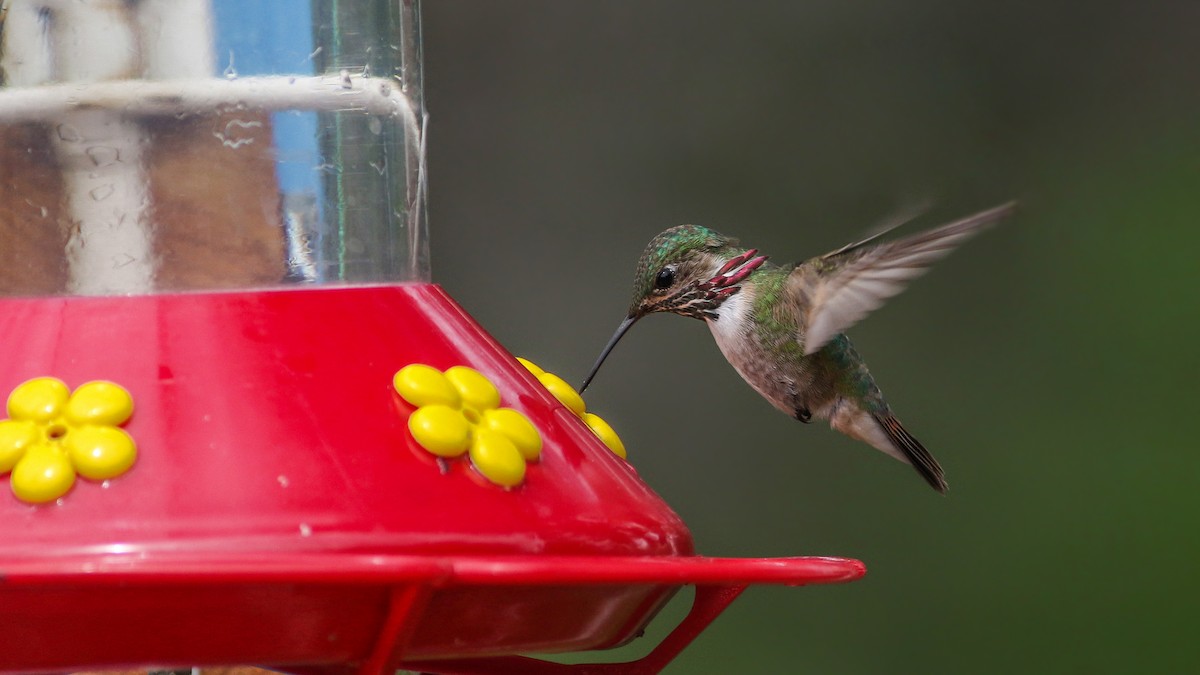 Calliope Hummingbird - Joshua  Glant