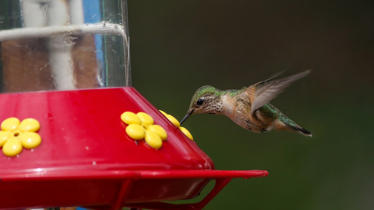 Calliope Hummingbird - ML104650371
