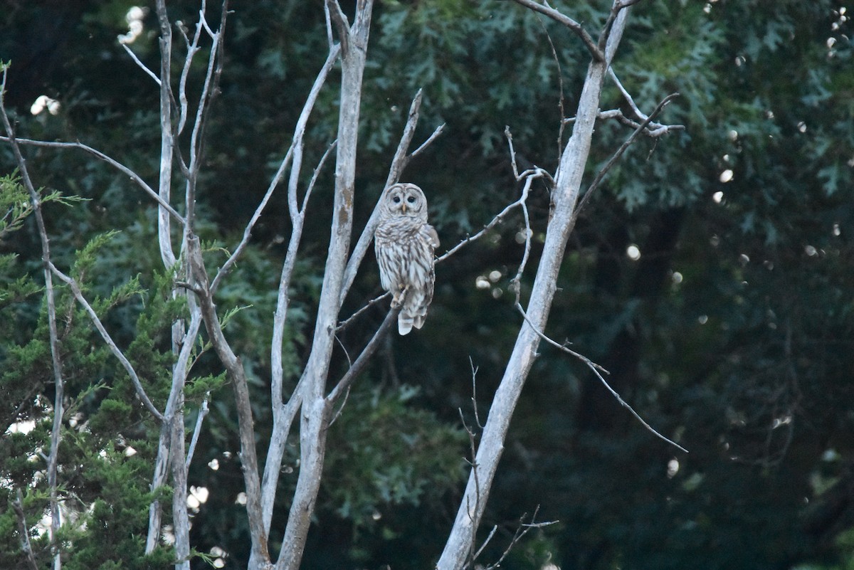Barred Owl - Pete Monacell