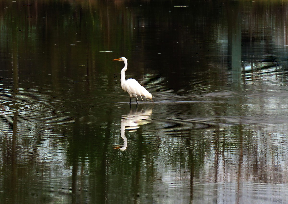 Great Egret - Patricia Lalonde