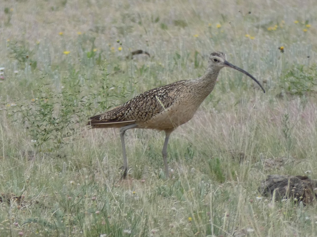 Long-billed Curlew - ML104653721