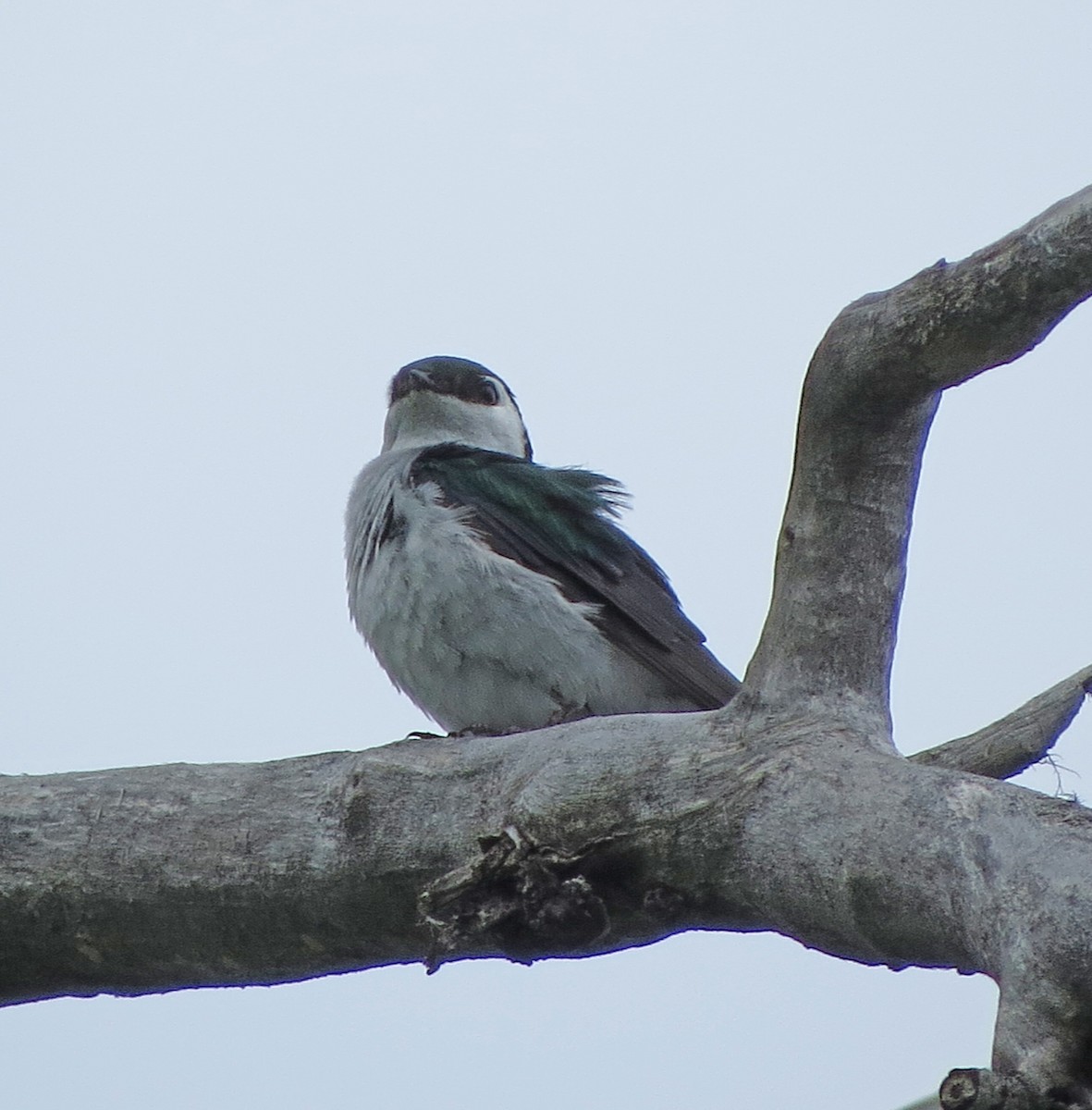 Violet-green Swallow - ML104658471