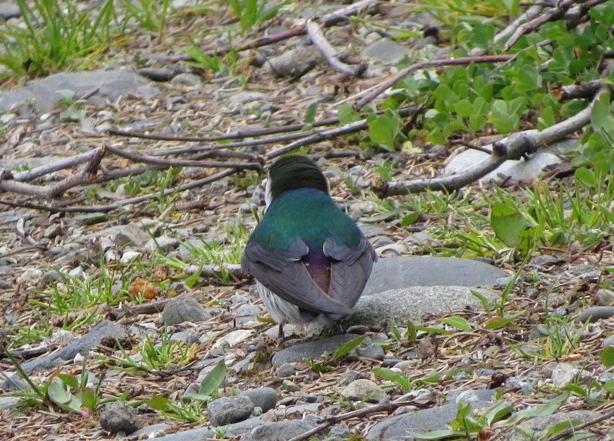 Violet-green Swallow - ML104658491