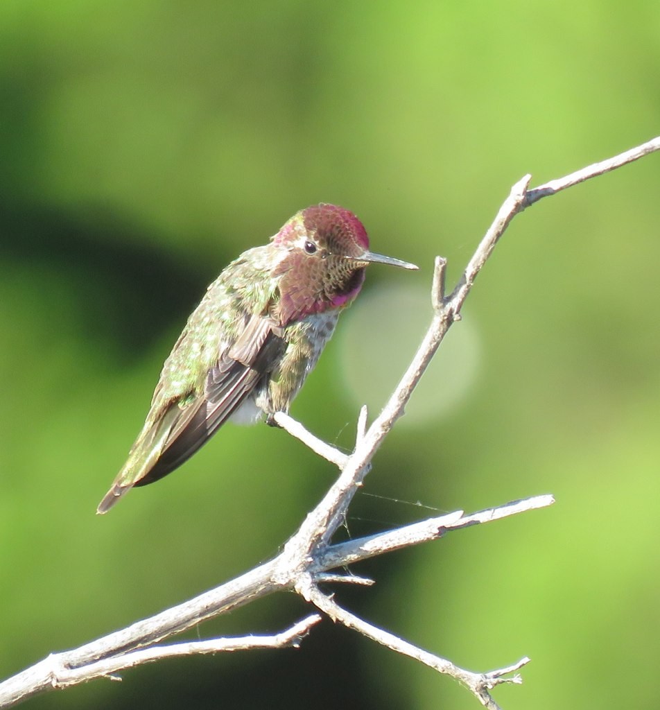 Anna's Hummingbird - ML104658881