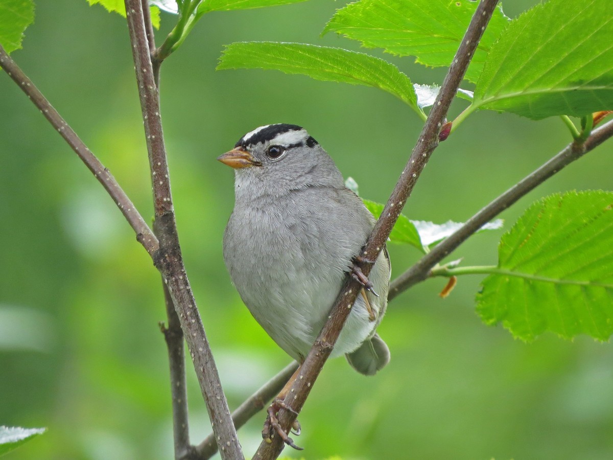 White-crowned Sparrow (Gambel's) - Tom Edell