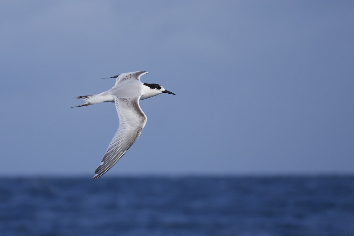 White-fronted Tern - ML104659981