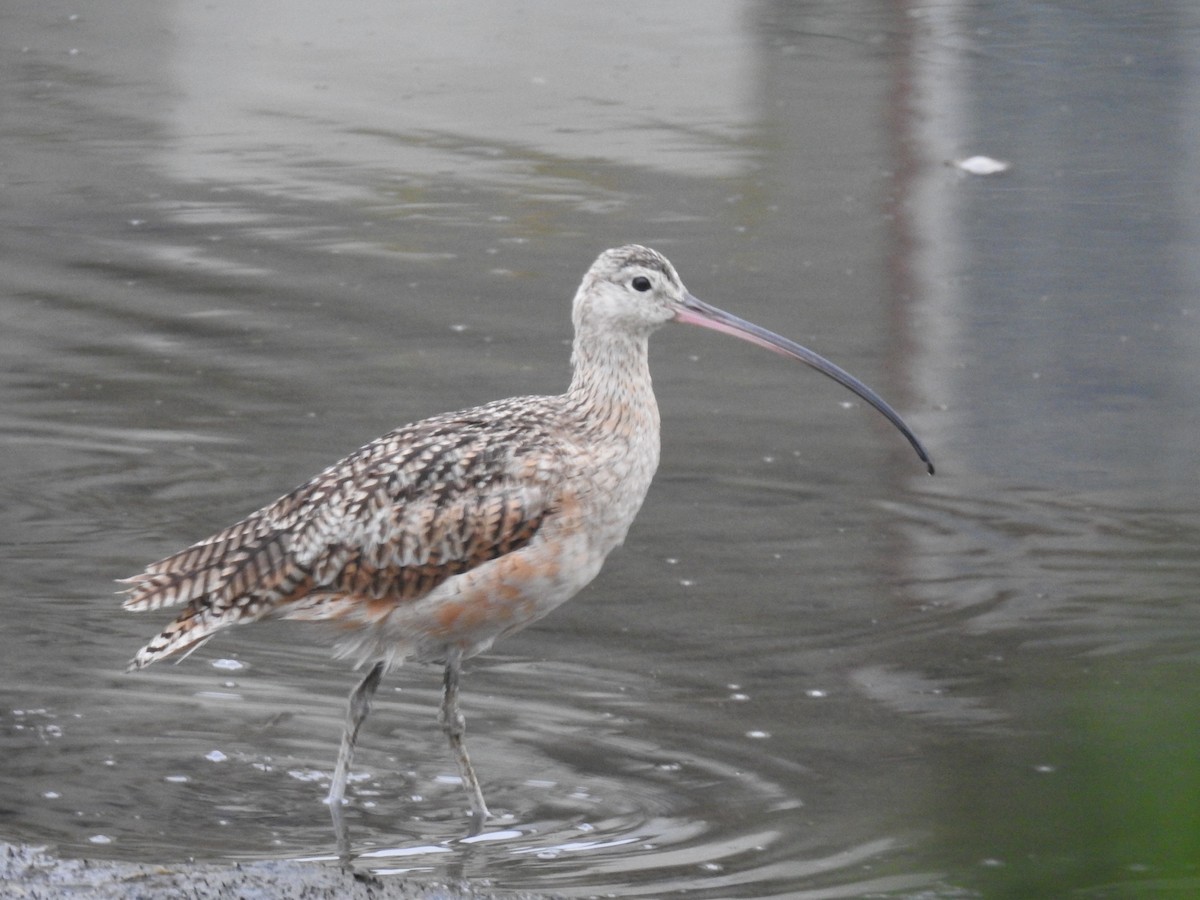 Long-billed Curlew - ML104662191