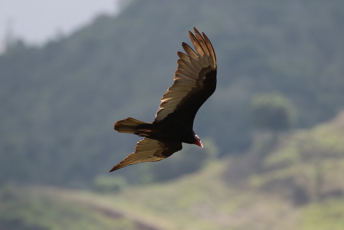 Turkey Vulture - Margareta Wieser