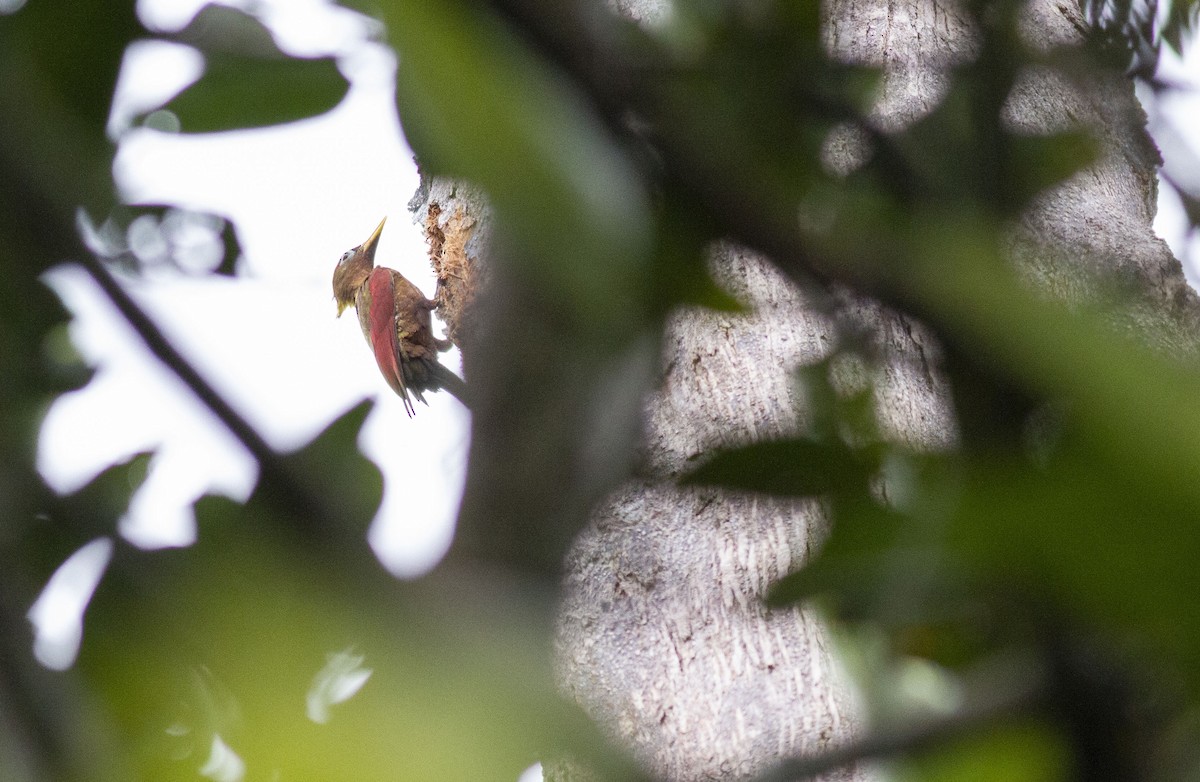 Crimson-winged Woodpecker - Benjamin Van Doren