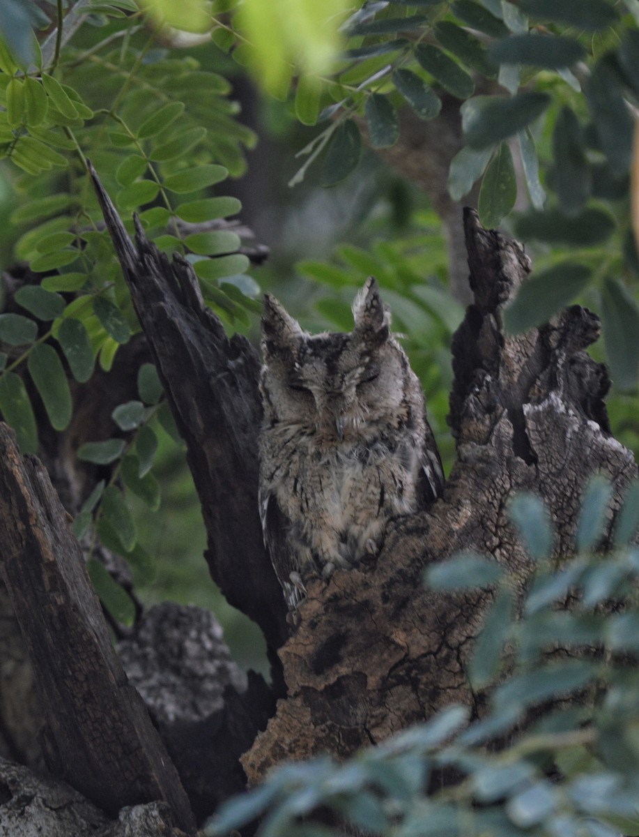Indian Scops-Owl - Pratik Khandare
