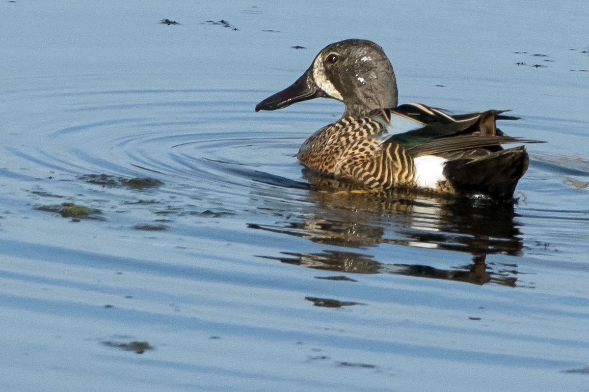 Blue-winged Teal - ML104669011