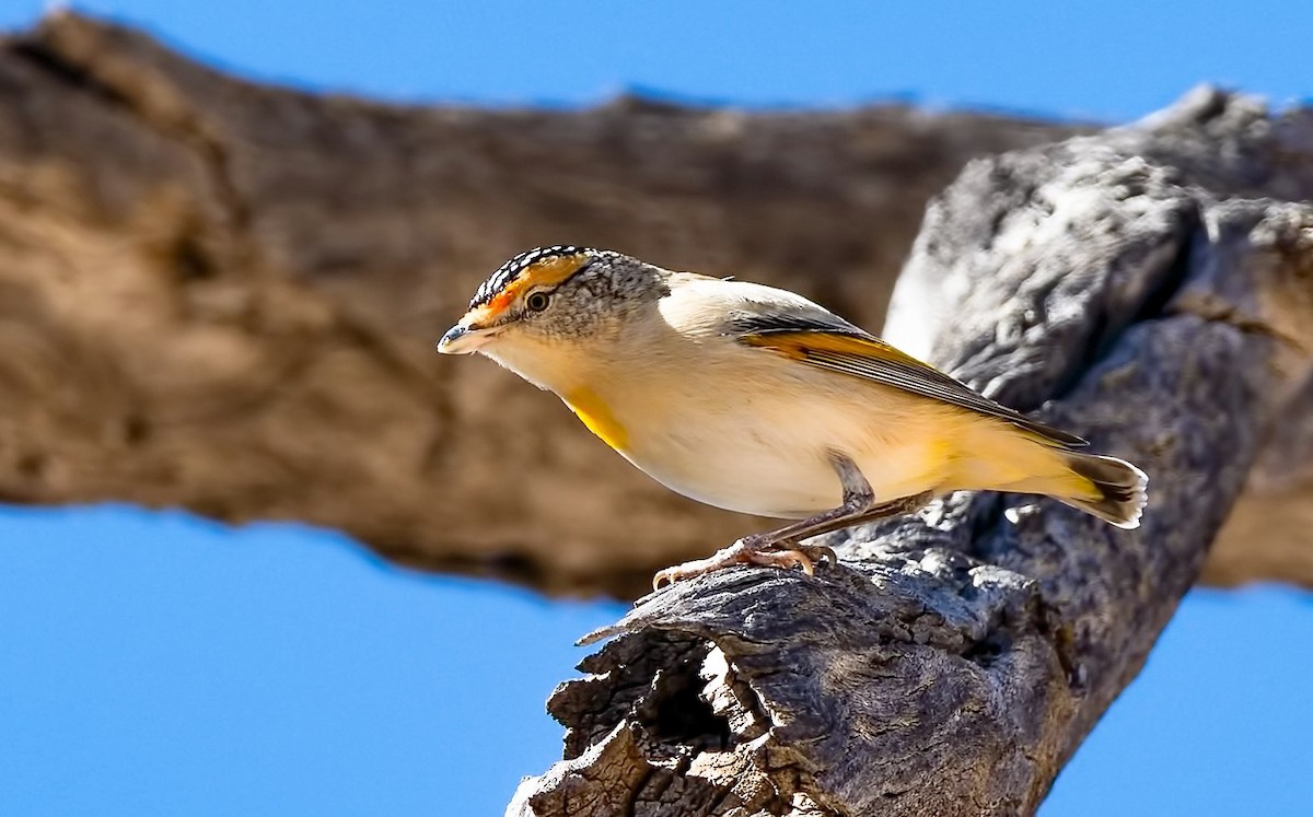 Red-browed Pardalote - Barry Deacon