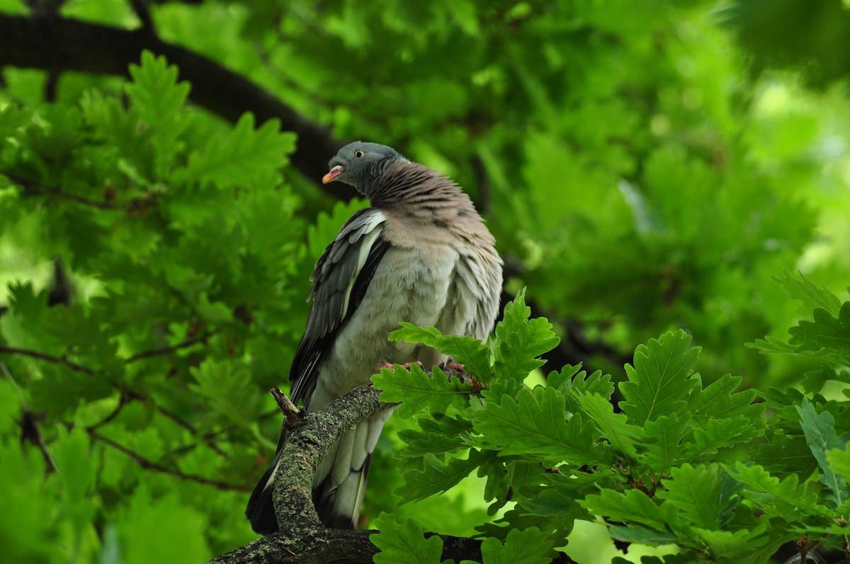 Common Wood-Pigeon - Ann Saetnan