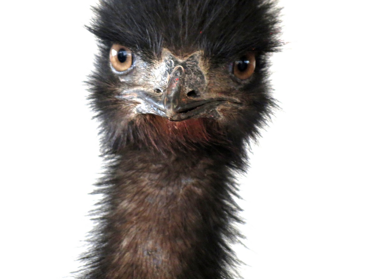 Emu - Simon Gorta