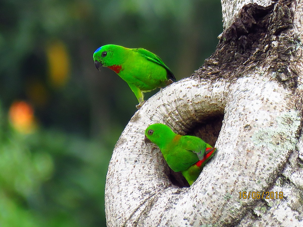 Blue-crowned Hanging-Parrot - ML104673151