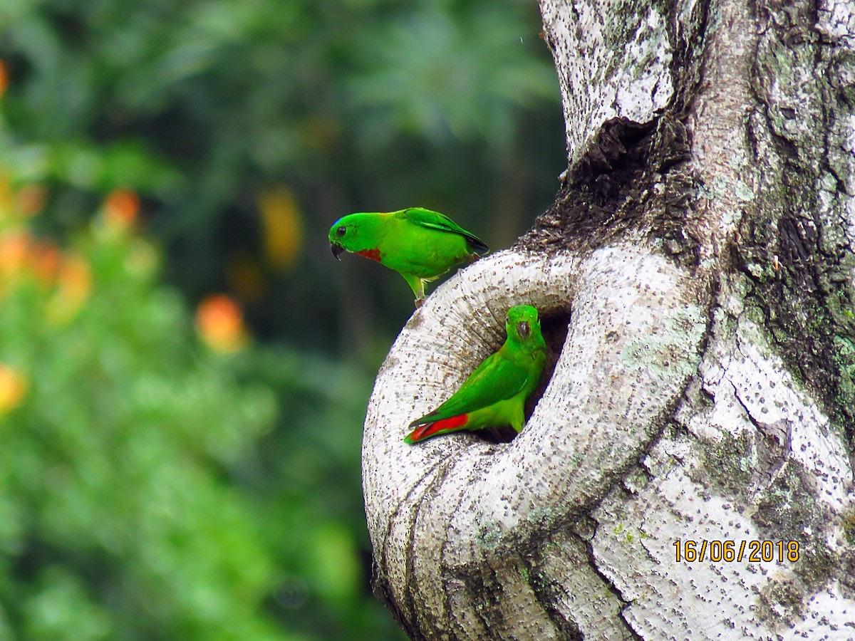 Blue-crowned Hanging-Parrot - Angela Christine Chua