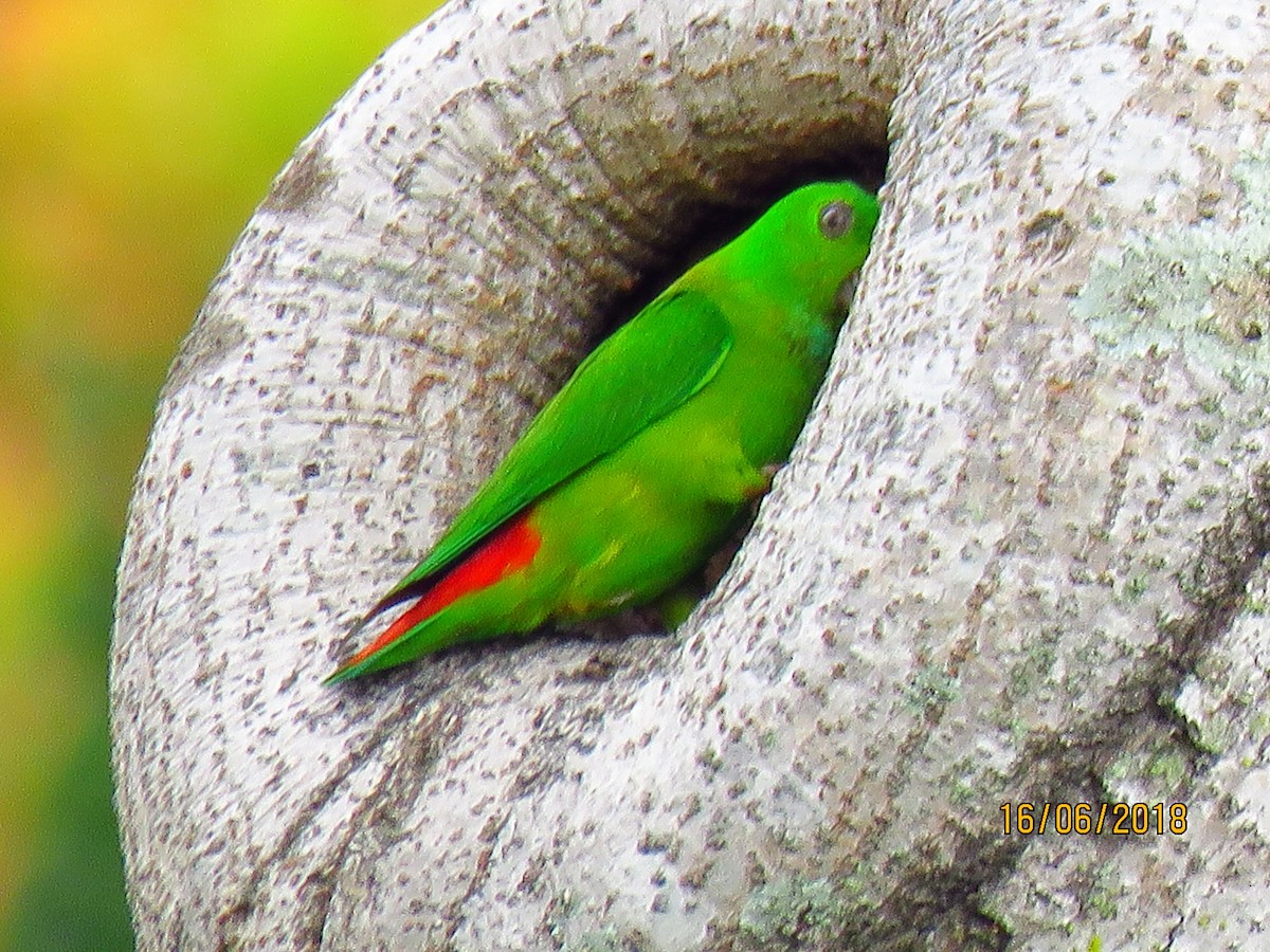 Blue-crowned Hanging-Parrot - ML104673171