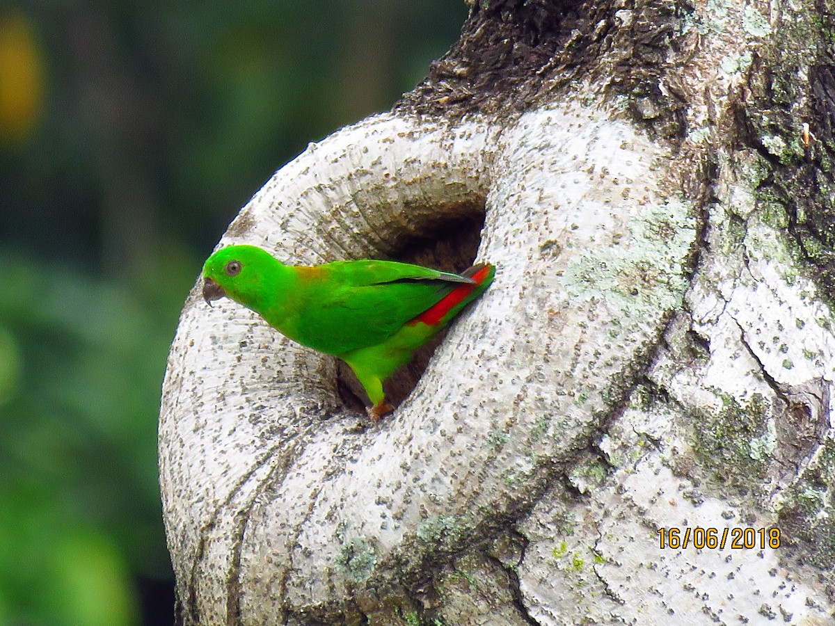 Blue-crowned Hanging-Parrot - ML104673181