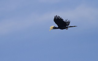  - Black Hornbill