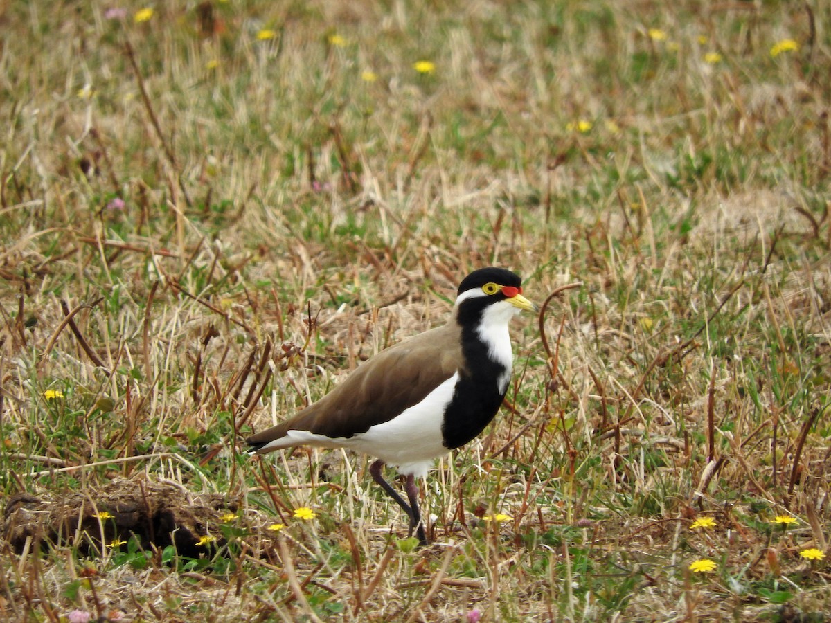 Banded Lapwing - Tom Frisby Emily Mendel