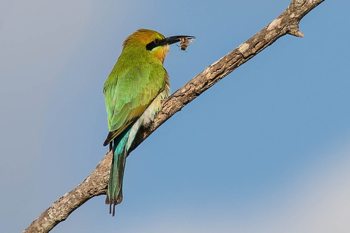 Rainbow Bee-eater - ML104678591