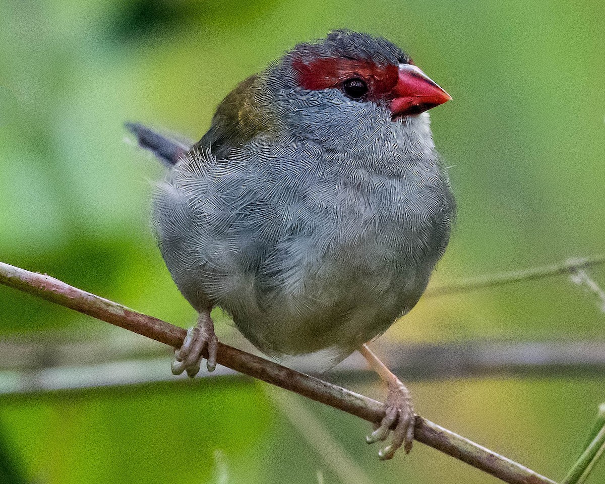 Red-browed Firetail - ML104678681